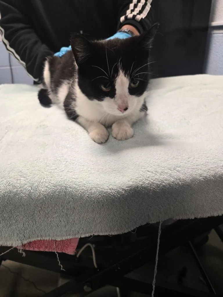 A young large-sized female Domestic Short Hair cat named Lasky for adoption in Detroit, MI