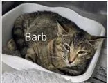 An adult small-sized female Tabby (Brown / Chocolate) Domestic Short Hair cat named Barb for adoption in Moline, IL