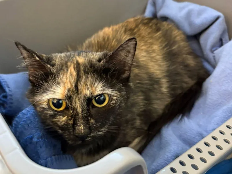 A young large-sized female Dilute Tortoiseshell Domestic Short Hair cat named Autumn for adoption in East Hartford , CT