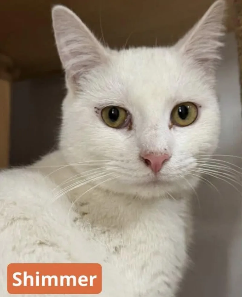 A young medium-sized female White Domestic Short Hair cat named Shimmer for adoption in North Haven, CT