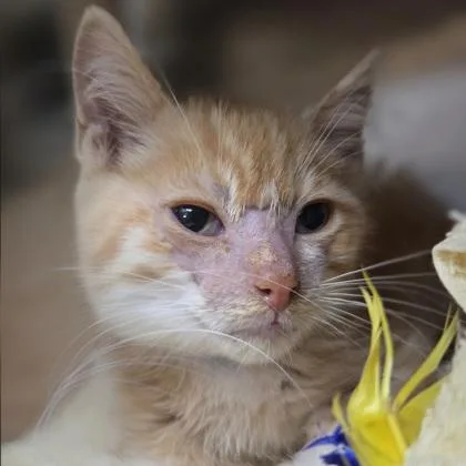A baby small-sized male Domestic Short Hair cat named Mandarin for adoption in Westland, MI
