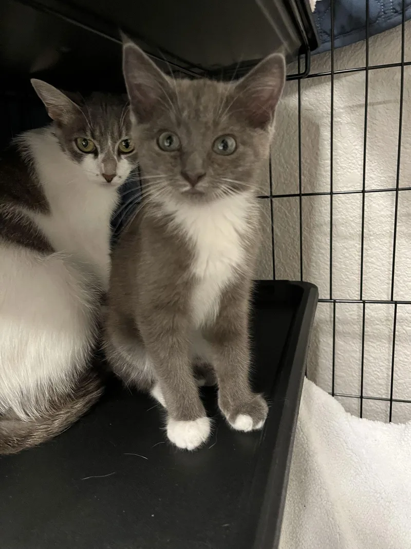 Tahishi And Chelsea thumbnail 2