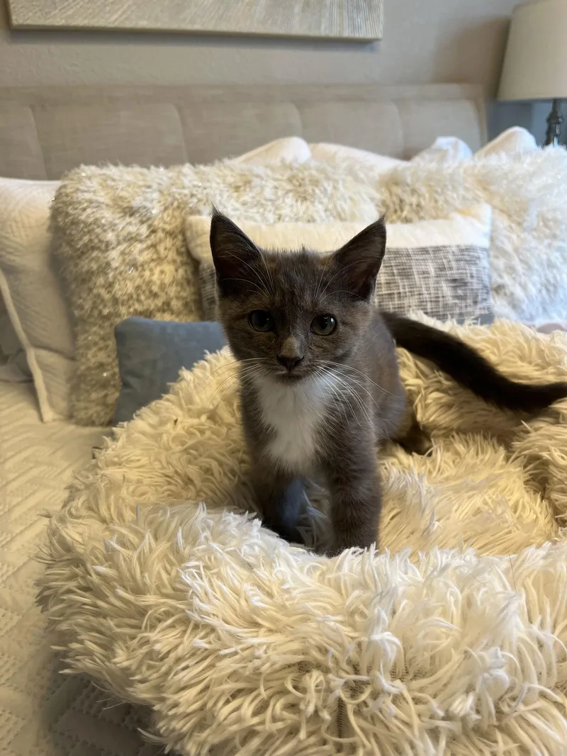 Tahishi And Chelsea thumbnail 3