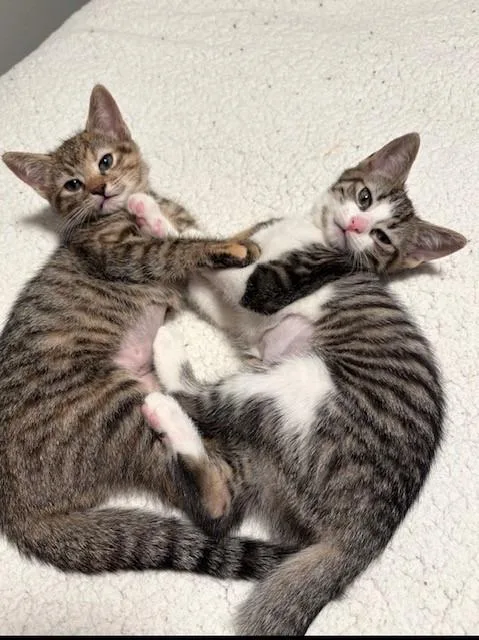 A baby medium-sized female Domestic Short Hair cat named Lucia for adoption in Cumberland, ME