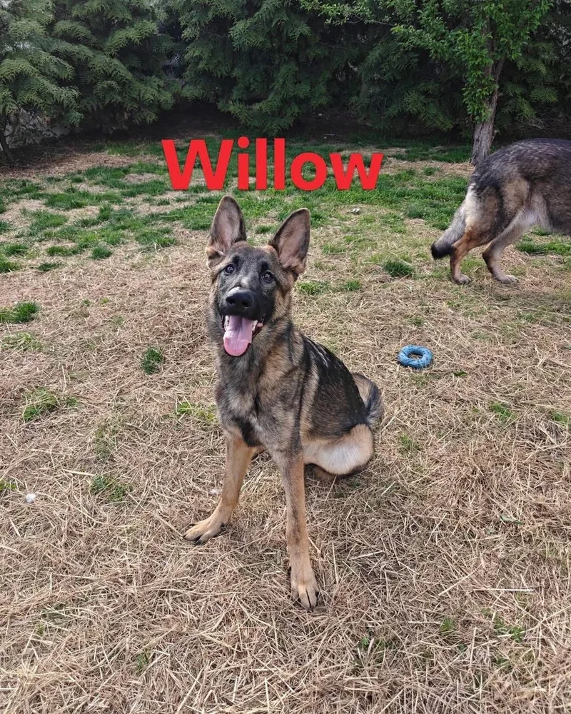 Willow thumbnail 2