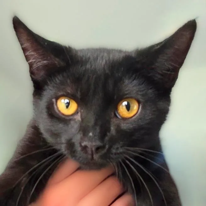 A baby medium-sized male Black Domestic Short Hair cat named Shadow for adoption in Chapel Hill, NC