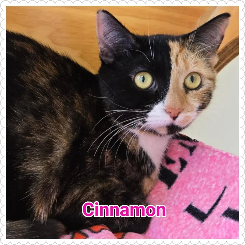 Cinnamon thumbnail 2