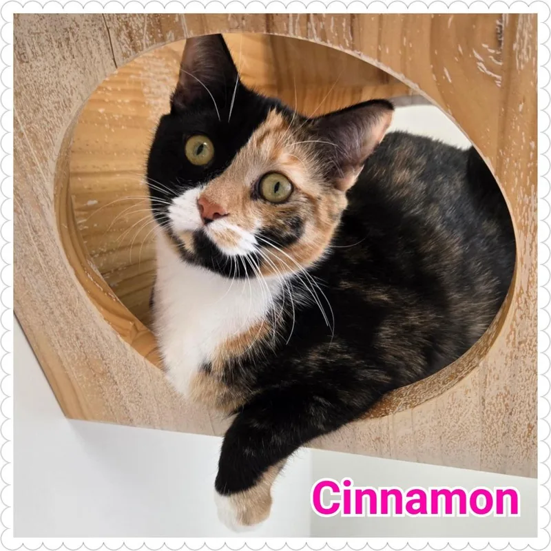 Cinnamon
