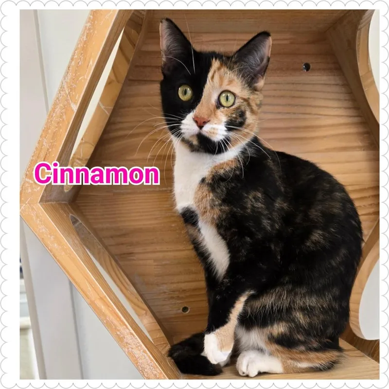 Cinnamon thumbnail 3