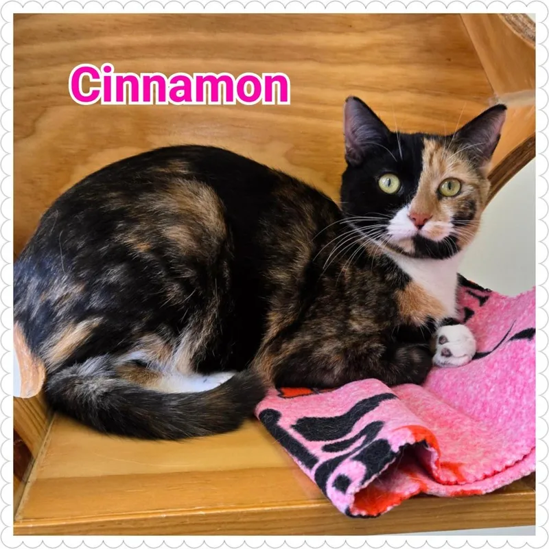 Cinnamon thumbnail 4