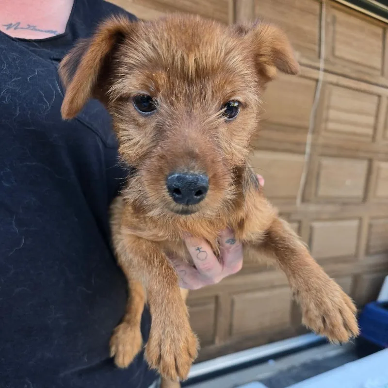 A young small-sized male Chihuahua dog named Kalabar for adoption in Klamath Falls, OR