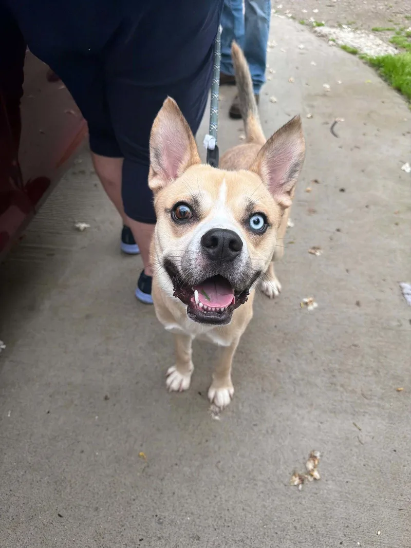 An adult medium-sized male Husky dog named Marley for adoption in Ashville, OH
