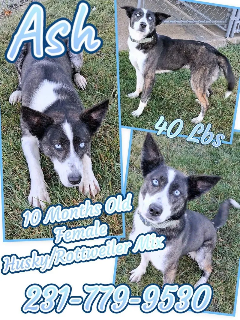 A young medium-sized female Husky dog named Ash for adoption in Cadillac, MI