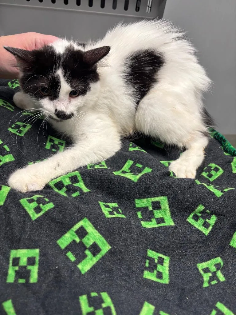 A baby medium-sized female Domestic Medium Hair cat named D.w. for adoption in Bloomington, IN