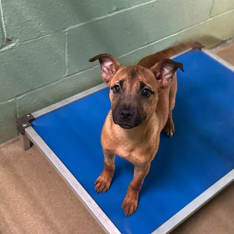 A baby small-sized female Brown / Chocolate Shepherd dog named Gail for adoption in LaGrange, GA