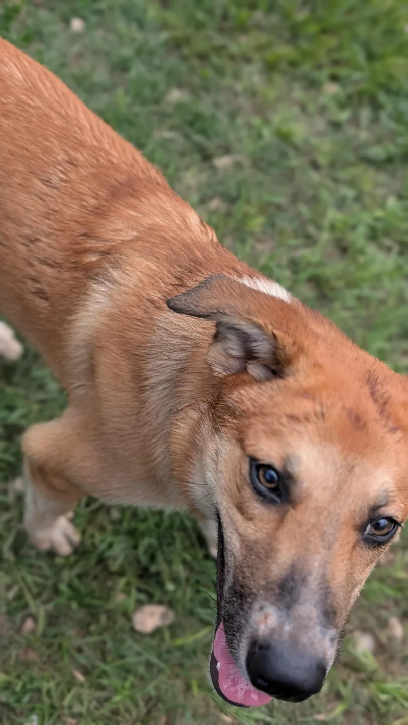 Butterscotch thumbnail 2