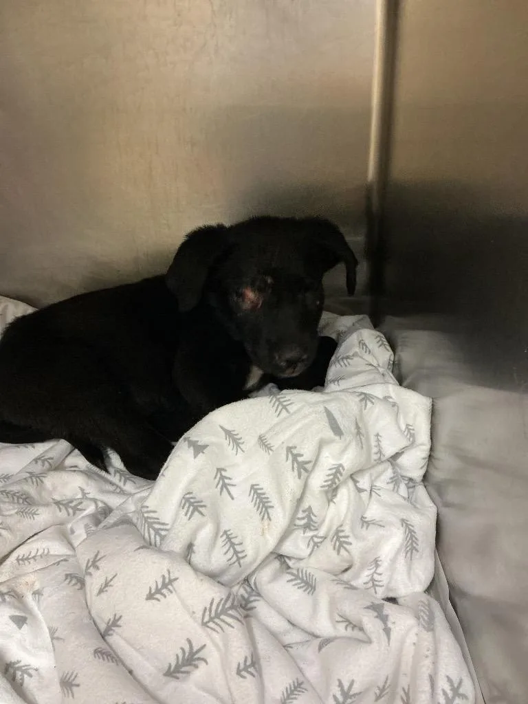 A baby small-sized male Labrador Retriever dog named Ronnie for adoption in Dyersburg, TN