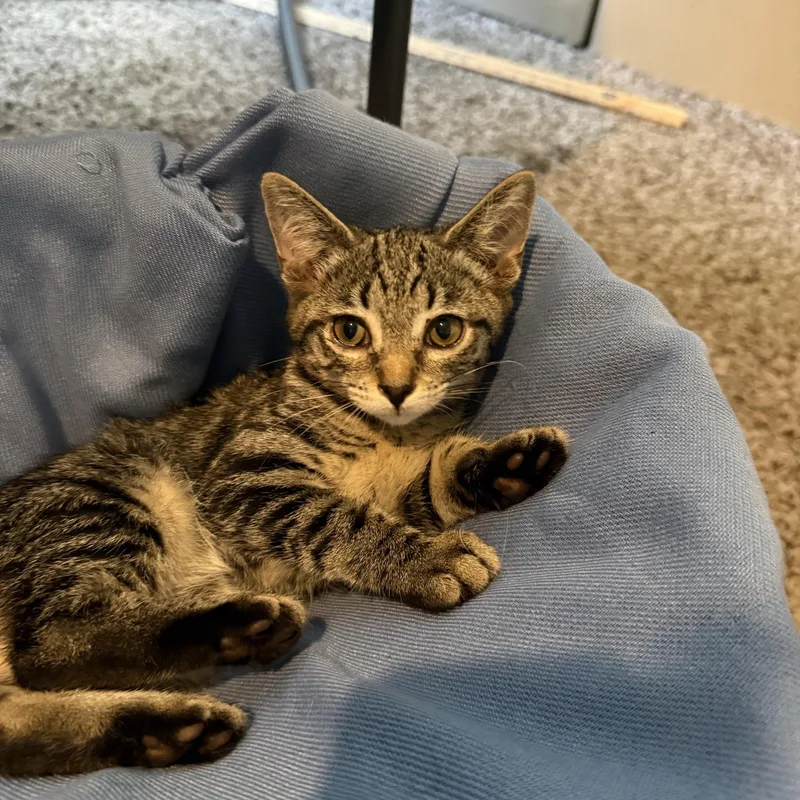 A baby medium-sized female Tabby (Gray / Blue / Silver) Domestic Short Hair cat named Diana for adoption in Johnson City, TN