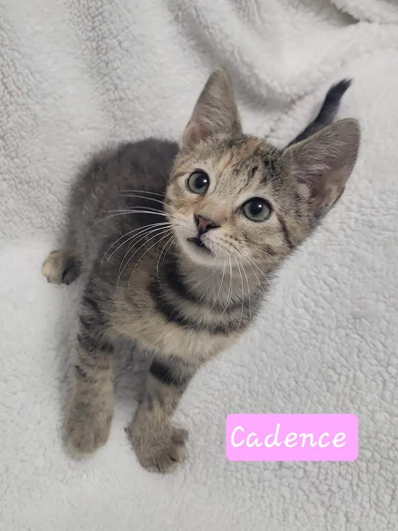 A baby medium-sized female Tabby (Gray / Blue / Silver) Domestic Short Hair cat named Cadence for adoption in LaPlace, LA