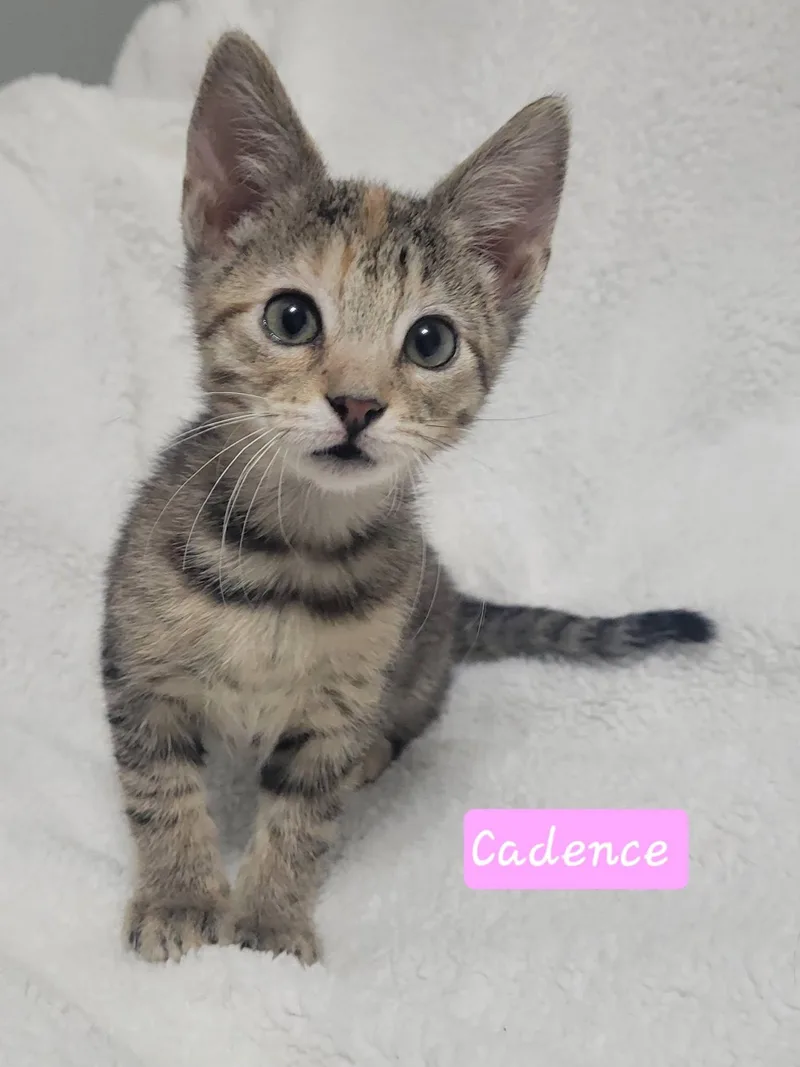 Cadence thumbnail 3