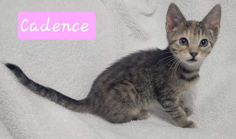 Cadence thumbnail 5