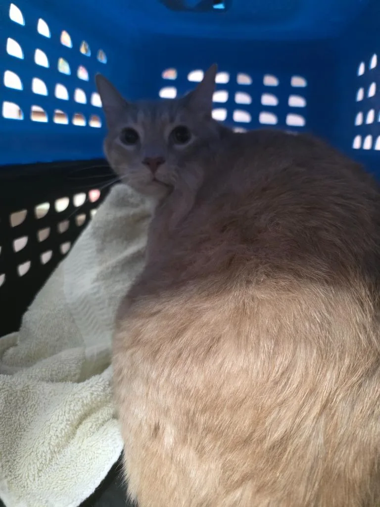 An adult extra large-sized male Domestic Short Hair cat named Clifford for adoption in New Braunfels, TX