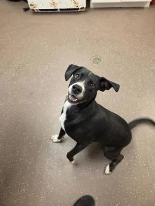 An adult medium-sized female Terrier dog named Maggie for adoption in South Bend, IN
