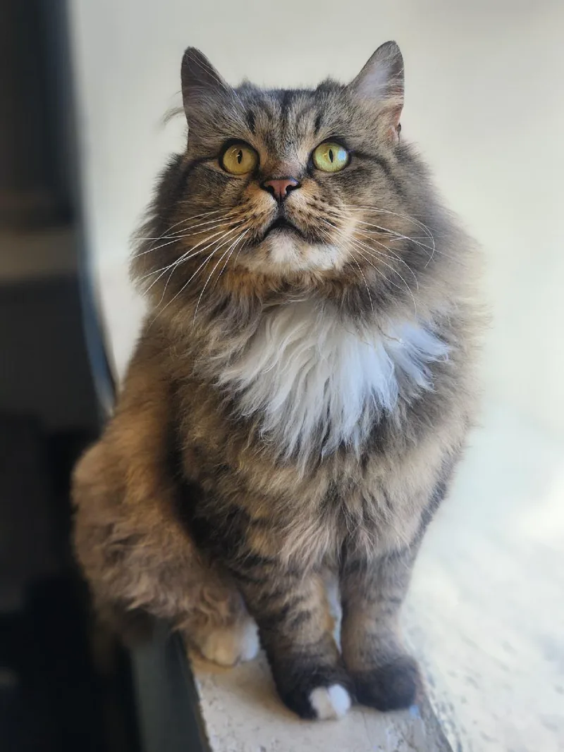 An adult large-sized female Tabby (Brown / Chocolate) Domestic Long Hair cat named Muffin for adoption in Sewaren, NJ
