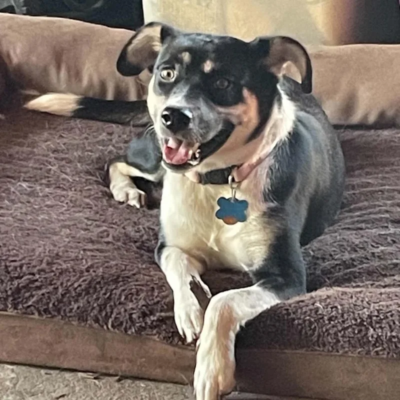 A young medium-sized female Husky dog named Maple for adoption in Minneapolis, MN