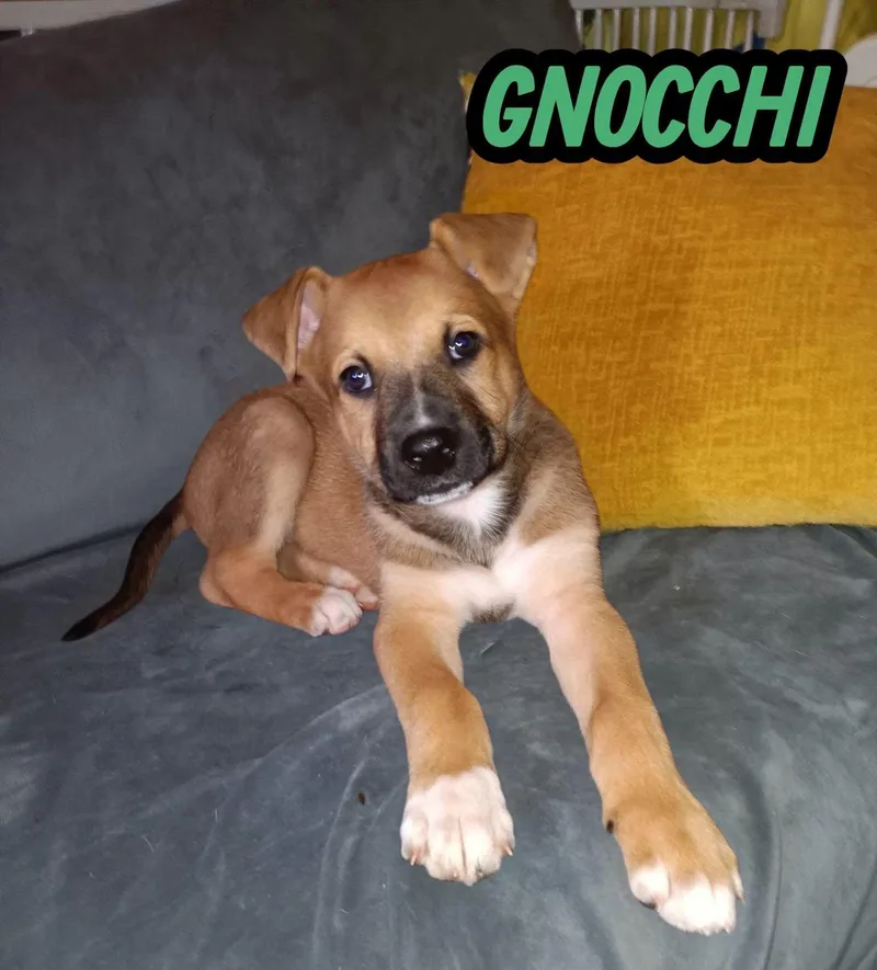 Gnocchi