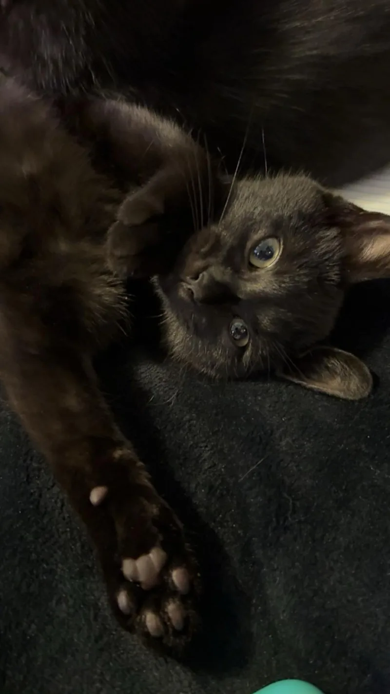 A baby small-sized male Domestic Short Hair cat named Figment for adoption in Mankato, MN