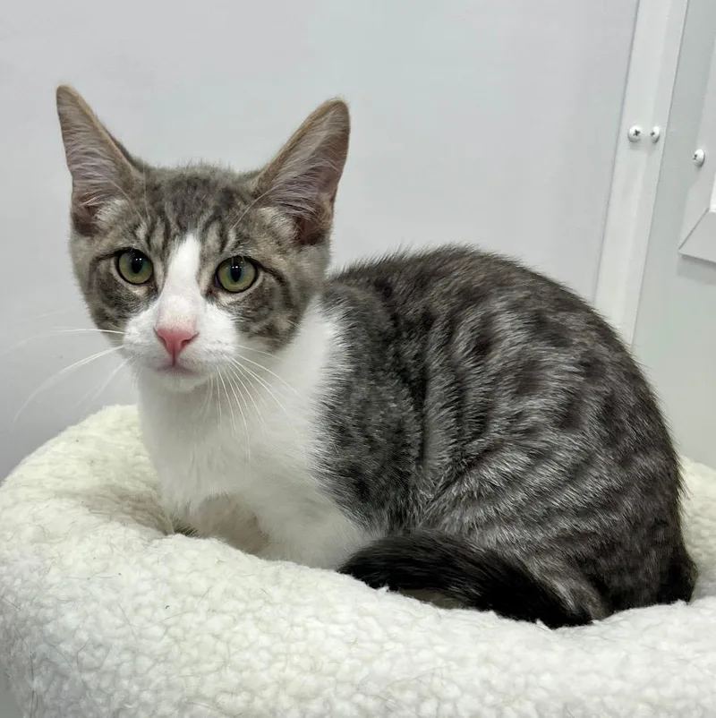 A baby medium-sized male Domestic Short Hair cat named Cruz for adoption in San Pedro, CA