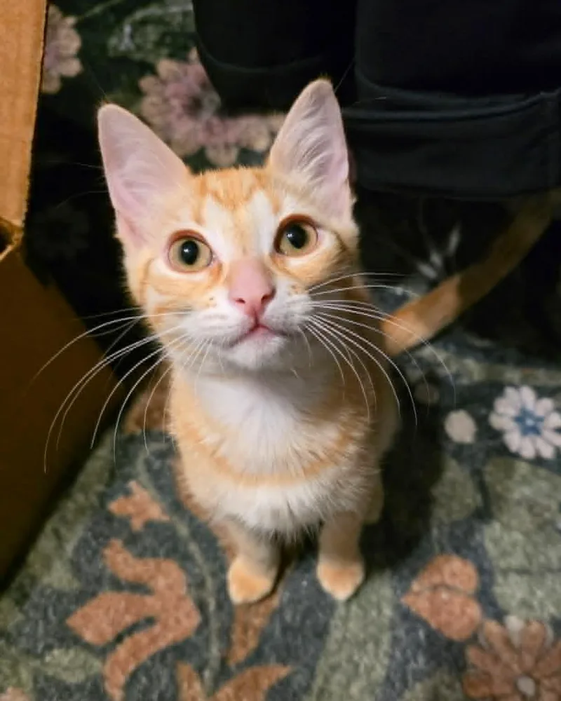 A baby medium-sized male Tabby (Orange / Red) American Shorthair cat named Toast for adoption in Gulfport, MS