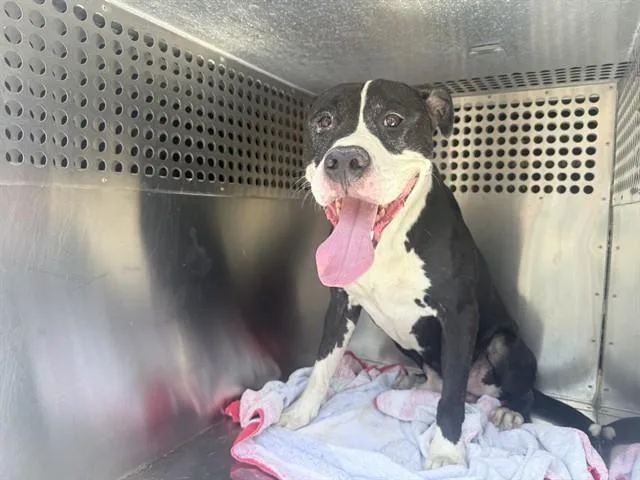 A young large-sized male Pit Bull Terrier dog named Brad for adoption in Phoenix, AZ