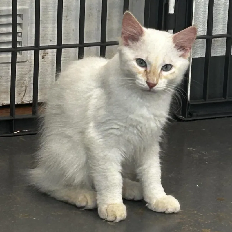 A baby small-sized male Flame Point Domestic Medium Hair cat named C Phoenix for adoption in Franklin, PA