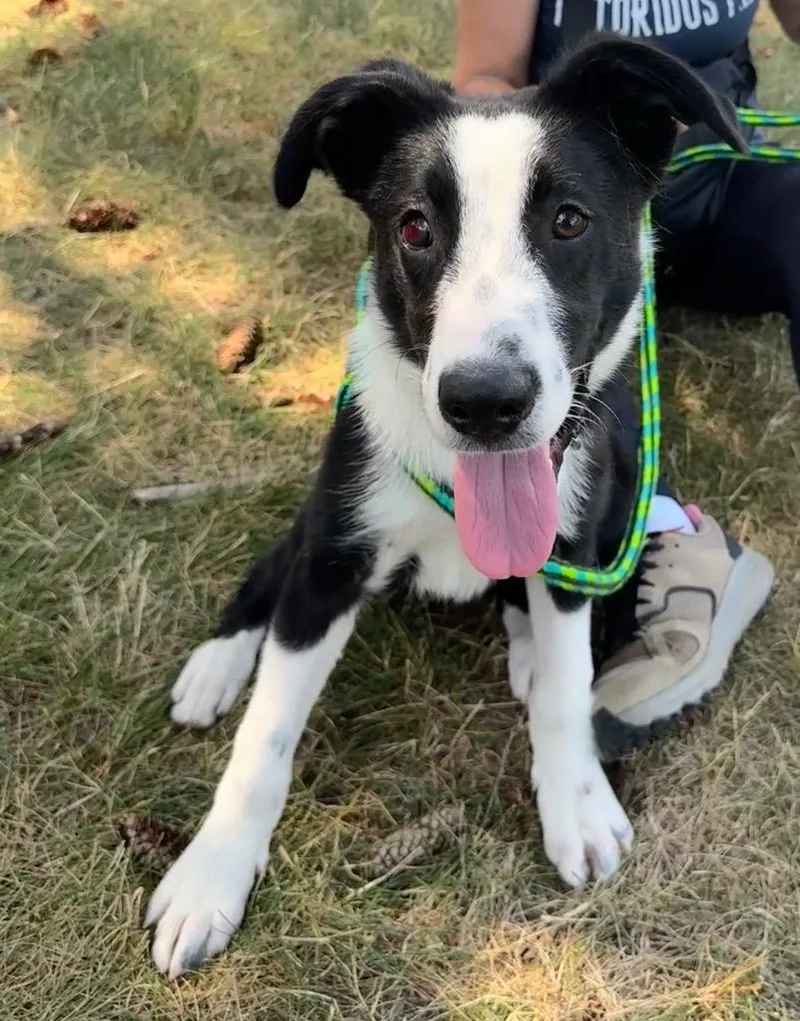 A baby medium-sized male Border Collie dog named Huck for adoption in Liverpool, NY
