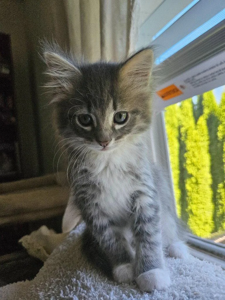 A baby medium-sized female Domestic Long Hair cat named Blanche for adoption in St. Helens, OR