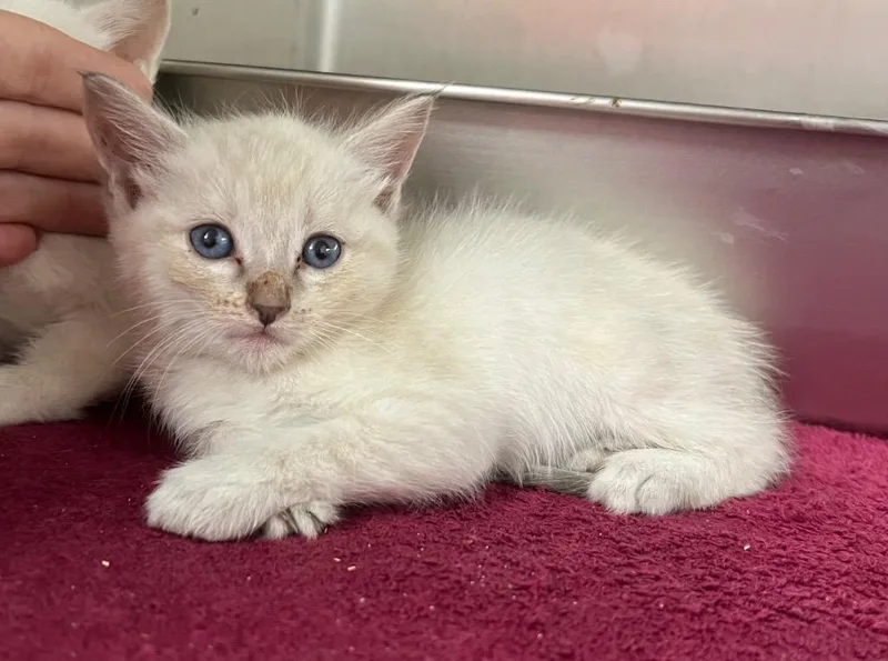 A baby medium-sized female Domestic Short Hair cat named Pasta for adoption in Murray, KY