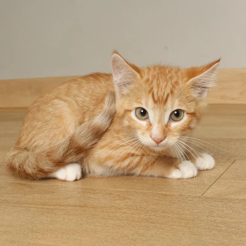 A baby small-sized male Orange / Red Domestic Short Hair cat named Gump C for adoption in Minnetonka, MN