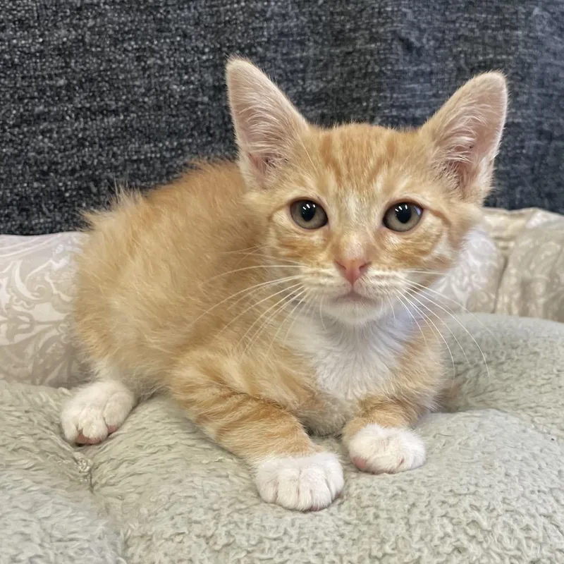 A baby small-sized male Orange / Red Domestic Short Hair cat named Mambo for adoption in Hawthorne, CA