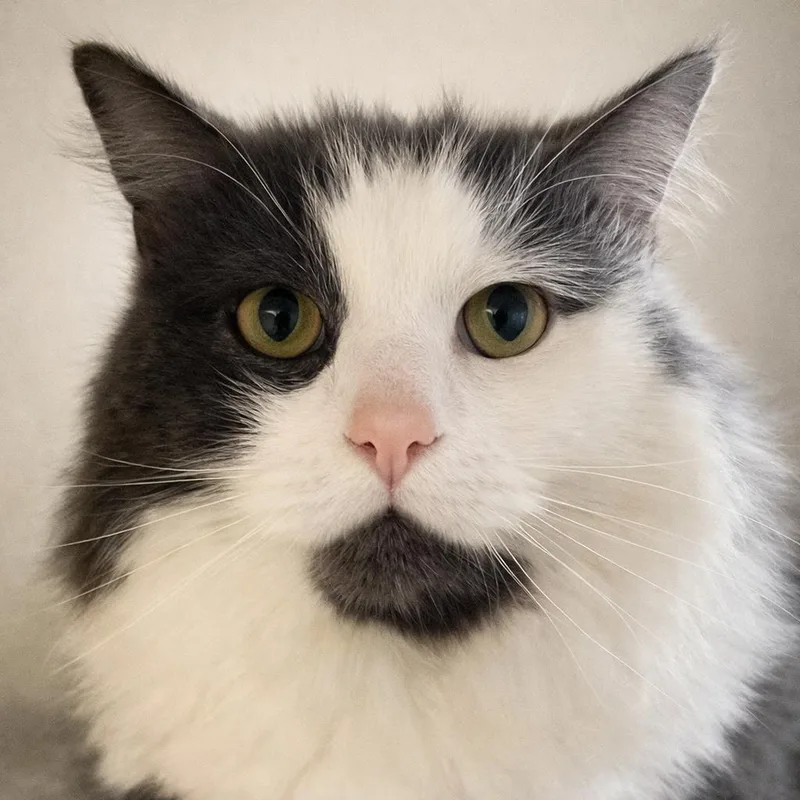 An adult medium-sized male Gray & White Domestic Long Hair cat named Simsim for adoption in Pontiac, MI
