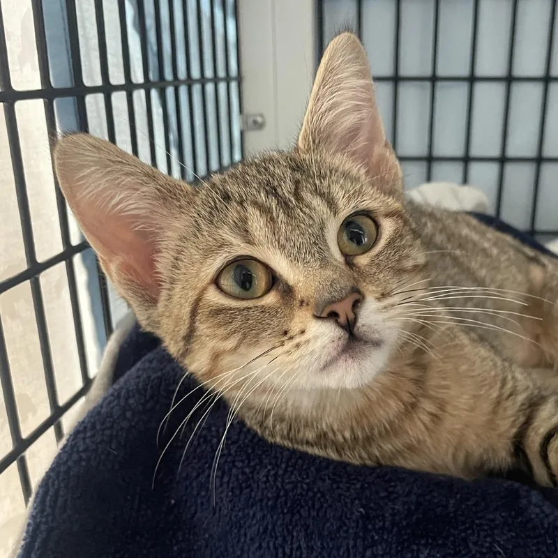 A baby small-sized female Brown / Chocolate Domestic Short Hair cat named Migdalia for adoption in Chicago, IL