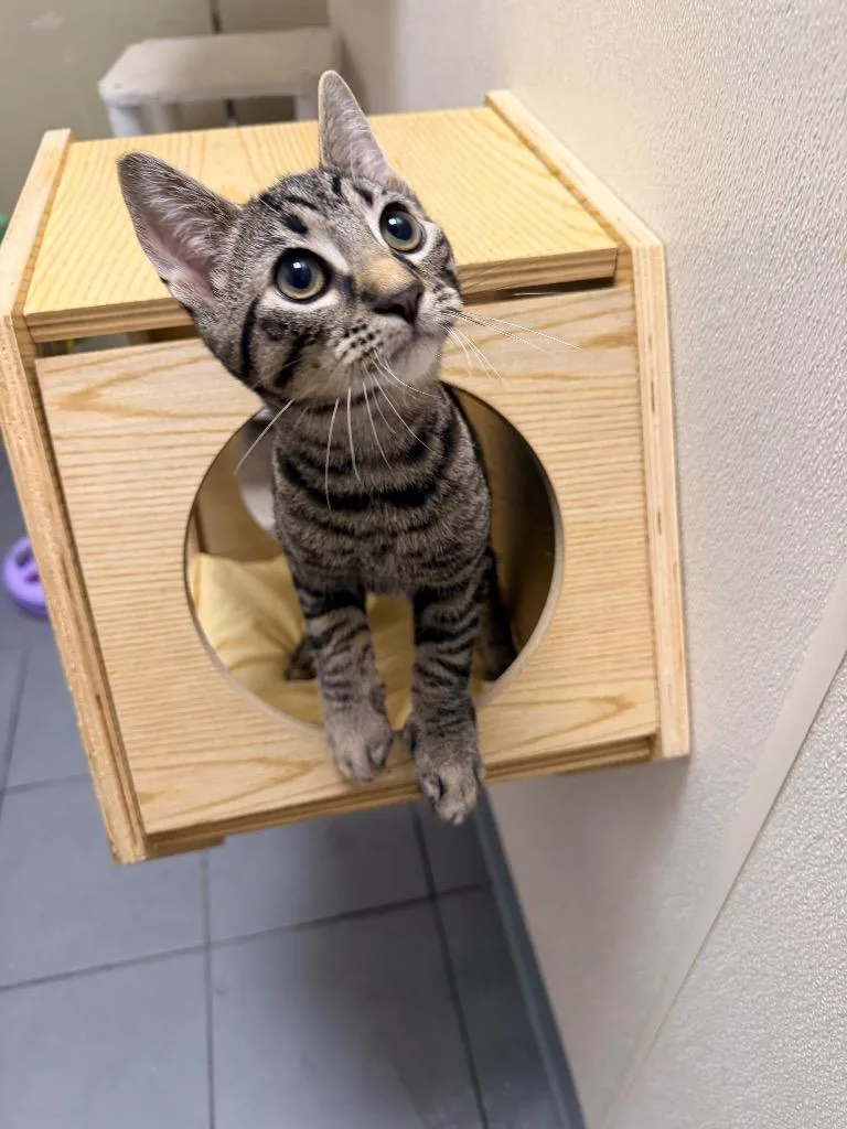 A baby medium-sized male Domestic Short Hair cat named Cameron for adoption in Pottsville, PA