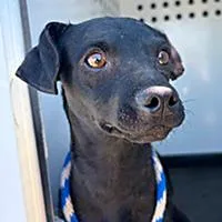 A young small-sized male Black Chihuahua dog named Yoshi URGENT for adoption in Thousand Oaks, CA