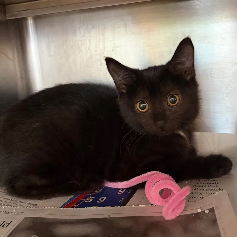 A baby small-sized female Domestic Short Hair cat named Tangerine for adoption in Chicago, IL