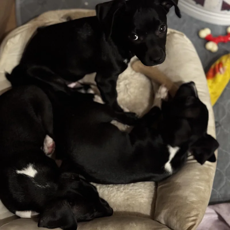 A baby small-sized female Black Dachshund dog named Beth for adoption in Seal Beach, CA