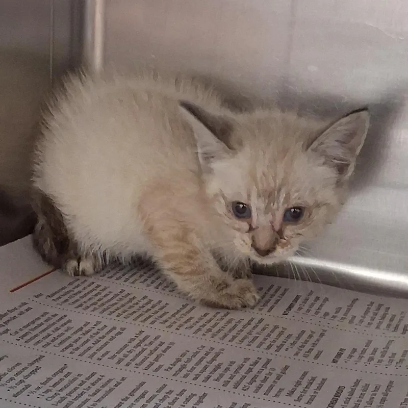 A baby small-sized female Cream / Ivory Domestic Short Hair cat named Belladonna for adoption in Auburn, AL