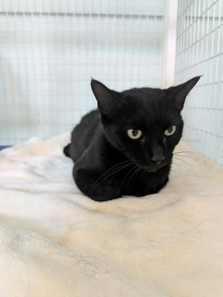 An adult medium-sized female Domestic Short Hair cat named Bonnie for adoption in Kingsland, GA
