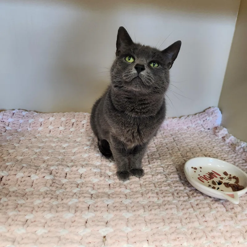 A senior medium-sized female Gray / Blue / Silver Domestic Short Hair cat named Bobbi for adoption in Sewaren, NJ