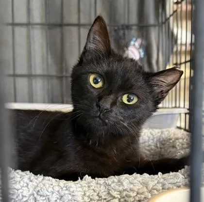 A young small-sized female Domestic Short Hair cat named Matilda for adoption in River Ridge, LA